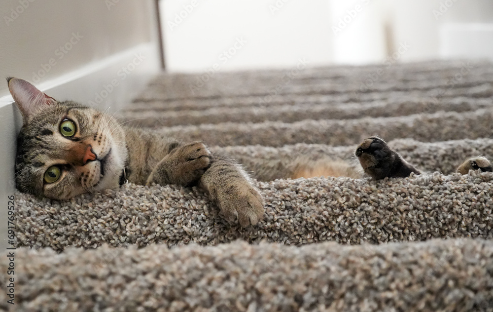 Cat on stair floor - obrazy, fototapety, plakaty 