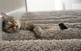 Cat on stair floor