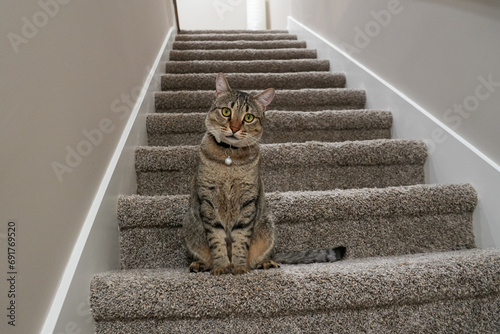 Cat on stair floor
