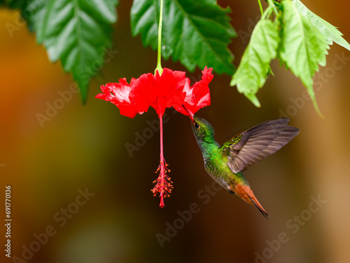  Rufous-tailed Hummingbird in flight collecting nectar from beautiful red flower on dark background photo