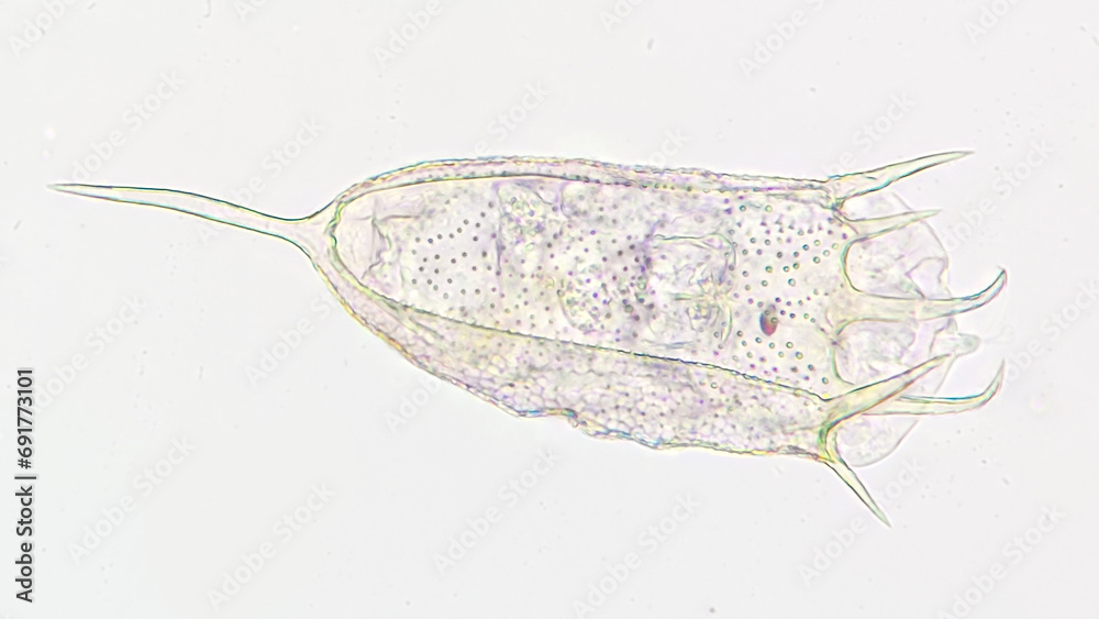 Obraz premium Freshwater rotifer, Keratella sp. Living sample. Stacked image