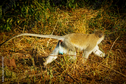 kangaroo in the wild
