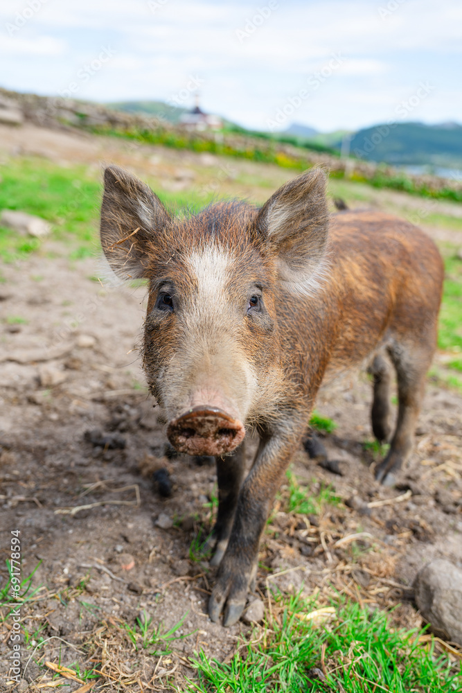 Wild boars feeding on green grain field in summer. Wild pig hiding in agricultural country copy space. Vertebrate grazing in summertime with blurred background. Wild boars feeding on green grain field in summer. Wild pig hiding in agricultural country copy space. Vertebrate grazing in summertime with blurred background.
