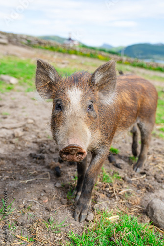 Wild boars feeding on green grain field in summer. Wild pig hiding in agricultural country copy space. Vertebrate grazing in summertime with blurred background.