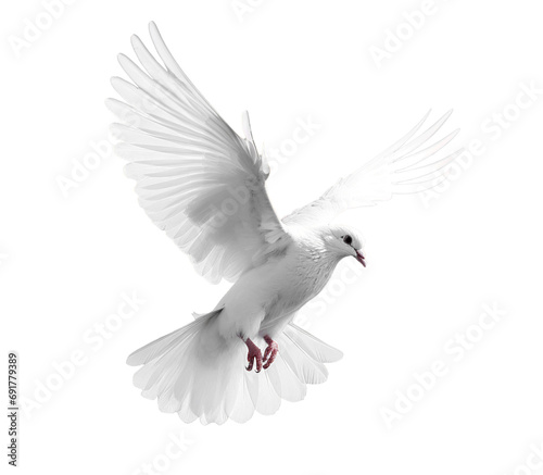 white pigeon dove png cut out isolated on a transparent or white background
