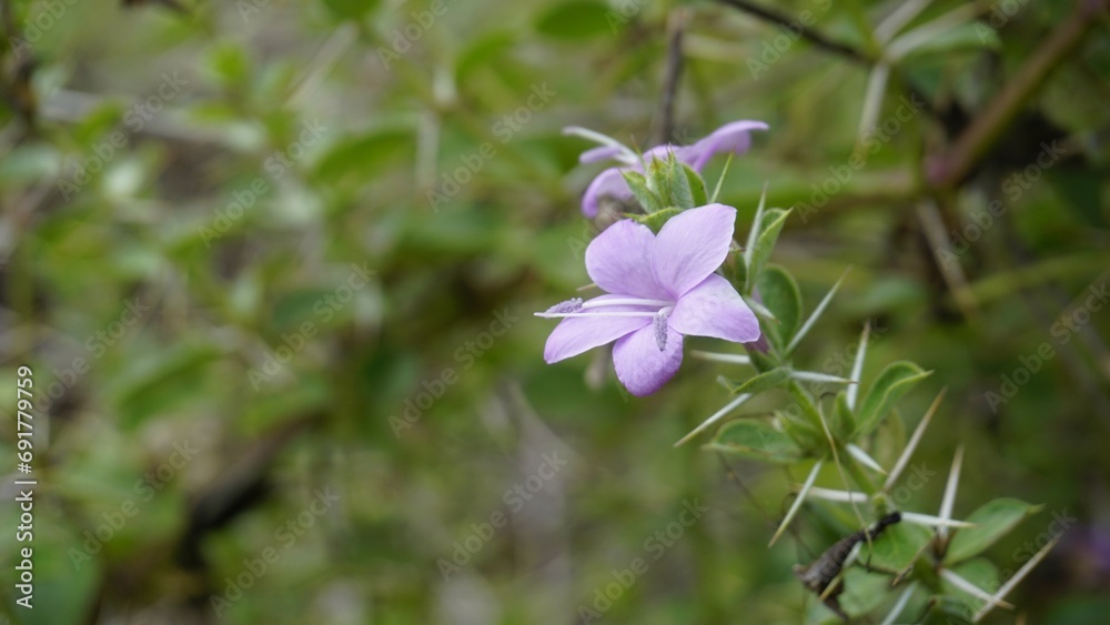 flowers of Barleria buxifolia also known as Box Leaved Barleria, Gandu chotte mullu, Karichulli flowers of Barleria buxifolia also known as Box Leaved Barleria, Gandu chotte mullu, Karichulli