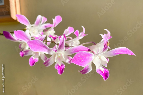 Small spider perching on purple pink orchid flower photo