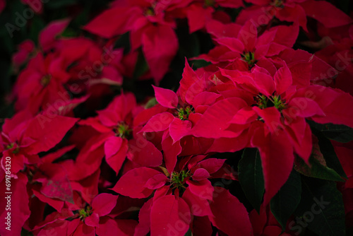 Euphorbia pulcherrima in the garden. Red poinsettia, traditional colorful holiday pot plants. Group of red poinsettia plants. photo