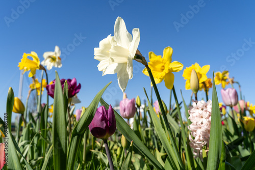 Dutch daffodils with blue sunny sky