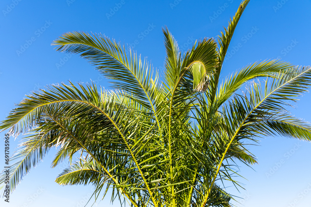 Palm with blue sunny sky Palm with blue sunny sky