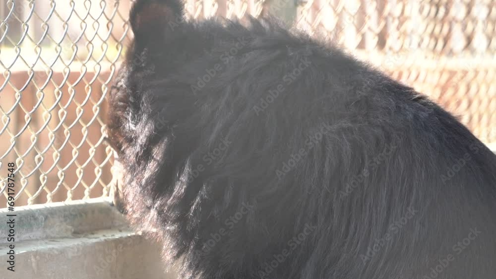 Balochistan (or Baluchistan) black bear (Ursus thibetanus gedrosianus