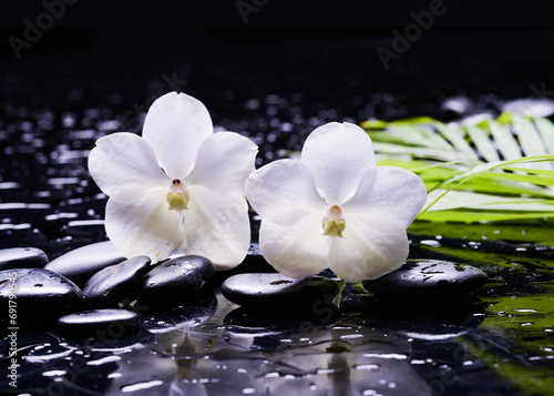 spa setting of white two orchid with green palm ,
 zen,basalt stones with drops, closeup, spa concept
