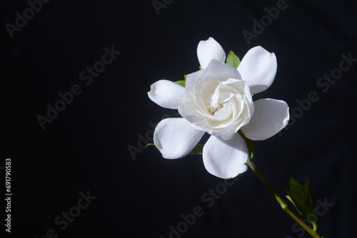 white gardenia closeup on black background