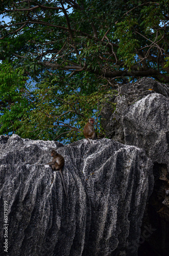 Macacos salvajes en la selva en plena naturaleza sobre formaciones rocosas. photo