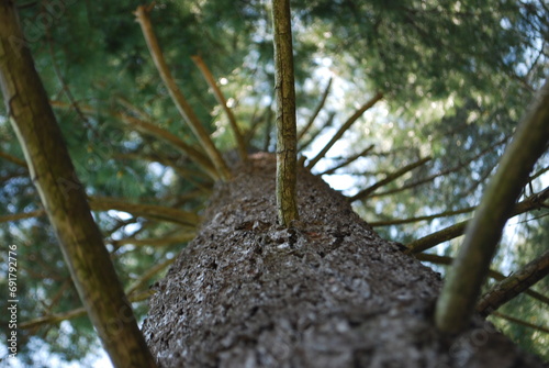 view of the tree frim down up photo