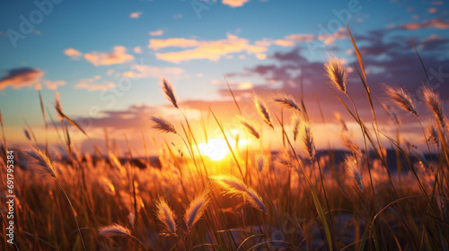 Grass flower on sunset sky background. Summer and nature concept. Generative ai.