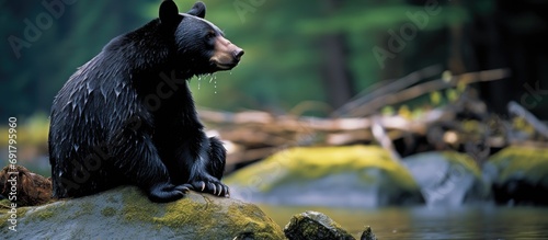 Thoughtful black bear near Whistler, Canada photo