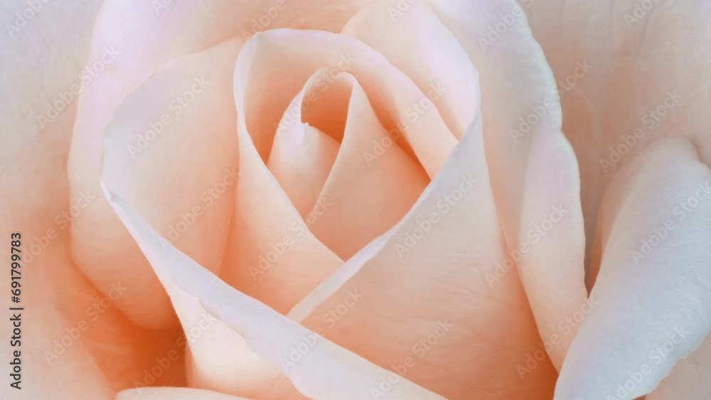 Timelapse of rose flower blooming. Flower open, time lapse, close-up. Wedding backdrop, Valentine's Day concept. 4K UHD video timelaps. Pantone peach Fuzz color of the year 2024