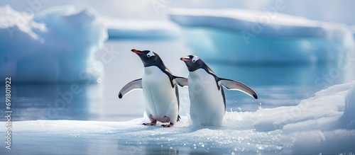 Pair of gentoo penguins on ice photo