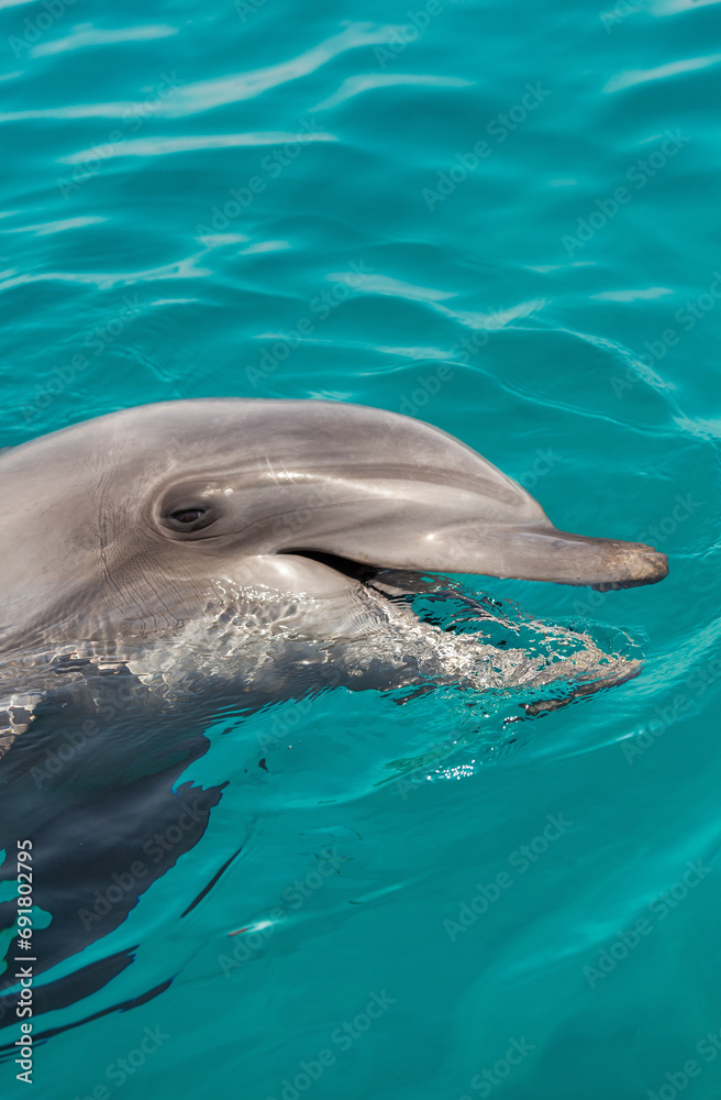 Obraz premium dolphins in the Gulf of Eilat