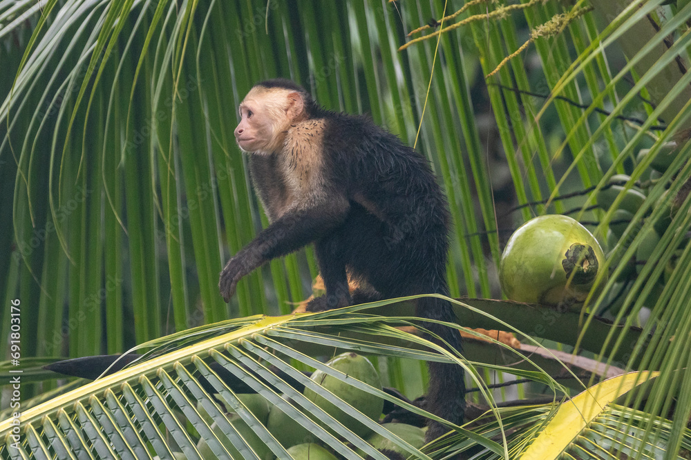 Ein Kapuzineraffe in einer Palme sitzend in der Seitenansicht im Corcovado Nationalpark in Costa Rica - obrazy, fototapety, plakaty 
