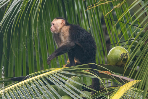 Ein Kapuzineraffe in einer Palme sitzend in der Seitenansicht im Corcovado Nationalpark in Costa Rica