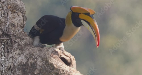 Male Great Pied Hornbill feeding the Female and chick in the nest with figs , regurgitating from its crop to massive beak photo