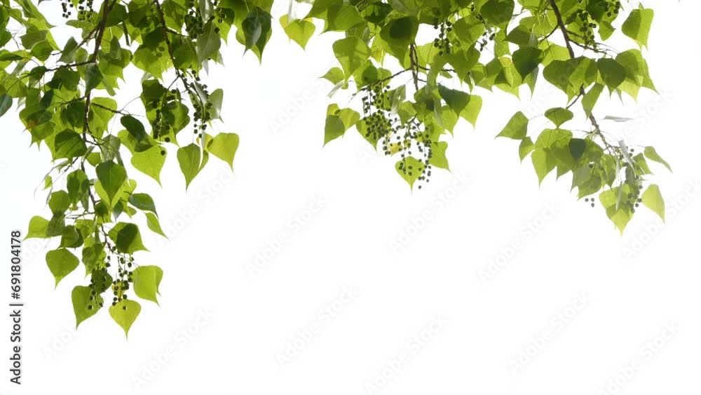 Slow motion closeup green tree leaves frame isolated on white, nature background