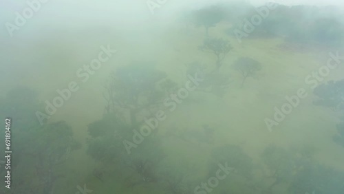 Eerie mist covering famous Fanal woodland on gloomy day, aerial photo