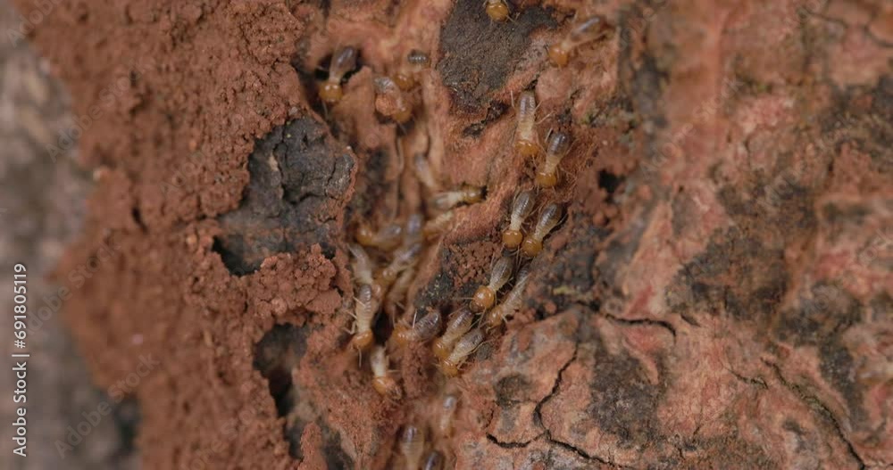 Following track of the termite workers as they move along the tree trunk constructing their home Following track of the termite workers as they move along the tree trunk constructing their home