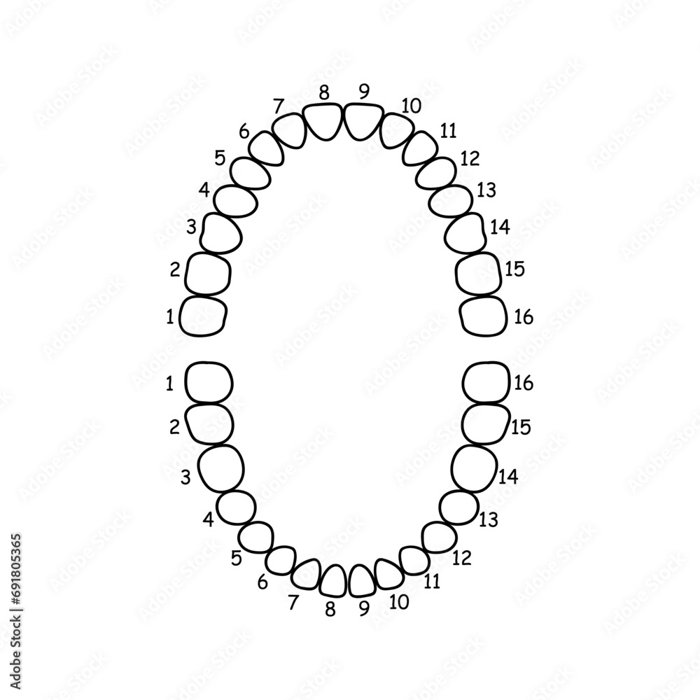 Diagram of jaw and teeth anatomy. Vector illustration. vector de Stock