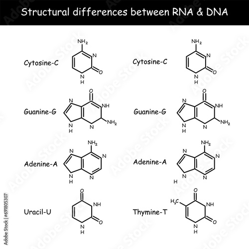 Structure, dna, molecular, Biology, chromosome, Genetics, chemical, Chemistry, Difference, infographic, RNA, medicine, Anatomy, concept, acid, protein