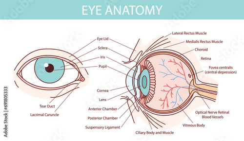 Human eye anatomy illustration with blood vessels white background