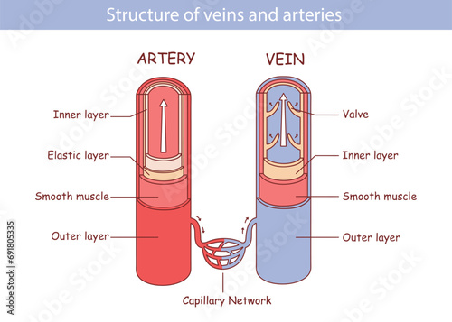 Blood vessels with artery and vein internal structure vector illustration