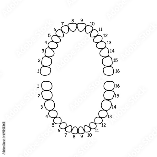 Diagram of jaw and teeth anatomy. Vector illustration.