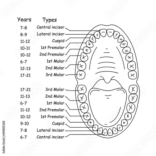 Diagram of jaw and teeth anatomy. Vector illustration.