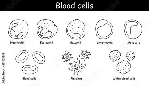Vector diagram of blood composition. Educational illustration