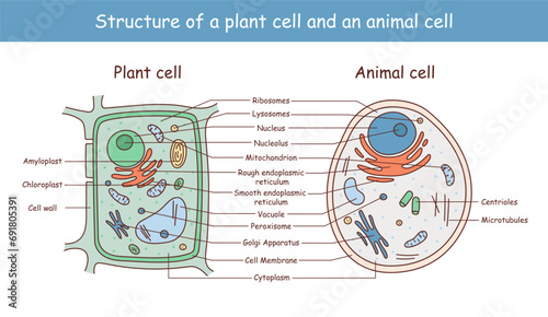 Vector illustration of the Plant and Animal cell anatomy structure.