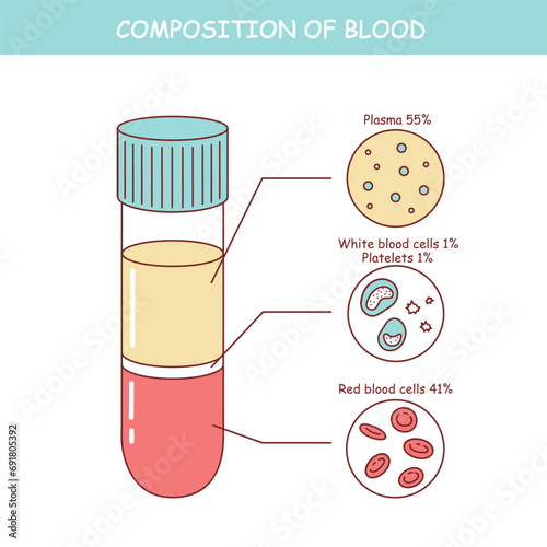 Vector diagram of blood composition. Educational illustration