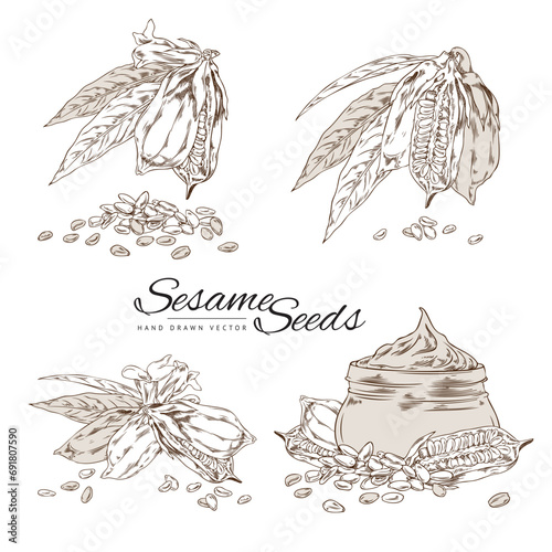 Vectorset of sketch drawing sesame seeds and oil, engraving glass jar sesame oil, plant with leaves, capsules and flower
