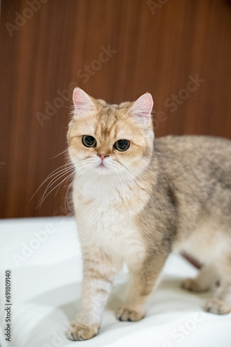 ブリティッシュゴールデン猫、可愛い