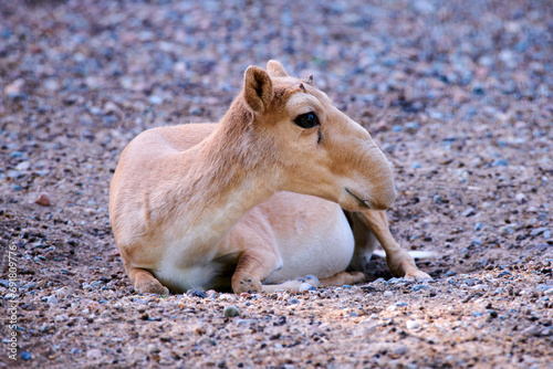 The saiga antelope. Saiga antelope in artificial habitat.

The saiga antelope is a critically endangered antelope that originally inhabited a vast area of the Eurasian steppe. 
 photo