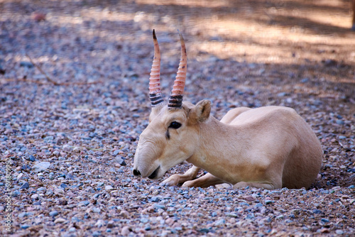 The saiga antelope. Saiga antelope in artificial habitat.

The saiga antelope is a critically endangered antelope that originally inhabited a vast area of the Eurasian steppe. 
 photo