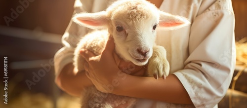 Lamb, baby animal, vet woman providing care and medical help for farming animals in farm or zoo. Rural veterinary for sheep healthcare in countryside. photo