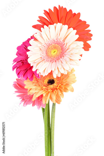  Gerber flowers isolated