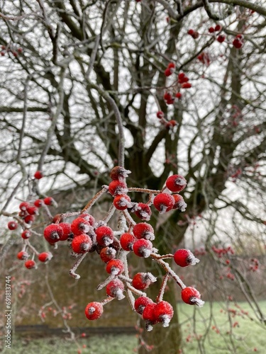 red berries on a tree © Kanokwan