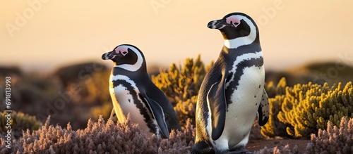 Punta Tombo has the biggest Magellanic Penguin colony, where two parent penguins guard the egg together.