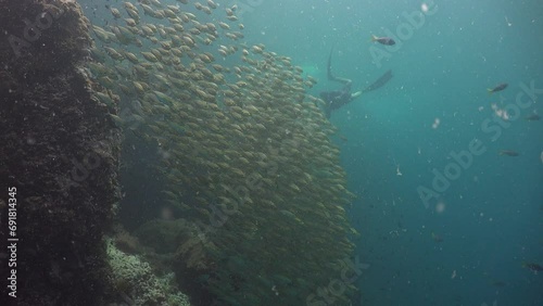 Freediver swims with the photo camera toward to a huge school of the yellowstripe scad (Selaroides leptolepis)  photo