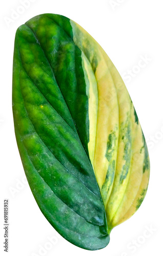 Monstera Karstenianum Variegated: Premium Stock Photo of Exotic Aroid Foliage for Stylish Indoor Decor and Plant Enthusiasts photo