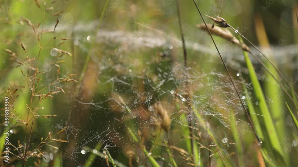 A thin spiderweb strewn with morning dew drops. Slow-motion parallax shot. A thin spiderweb strewn with morning dew drops. Slow-motion parallax shot.